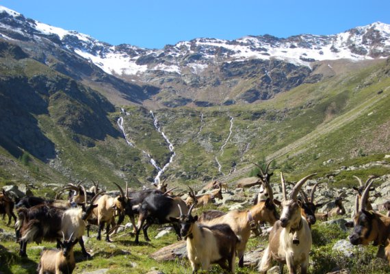 Wandern in Naturns